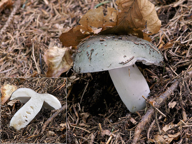 plávka modrastá Russula cyanoxantha (Schaeff.) Fr.