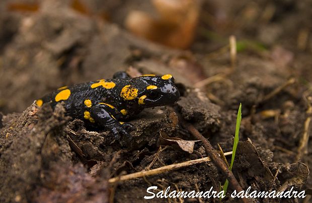 salamandra skvrnita Salamandra salamandra