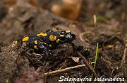 salamandra skvrnita