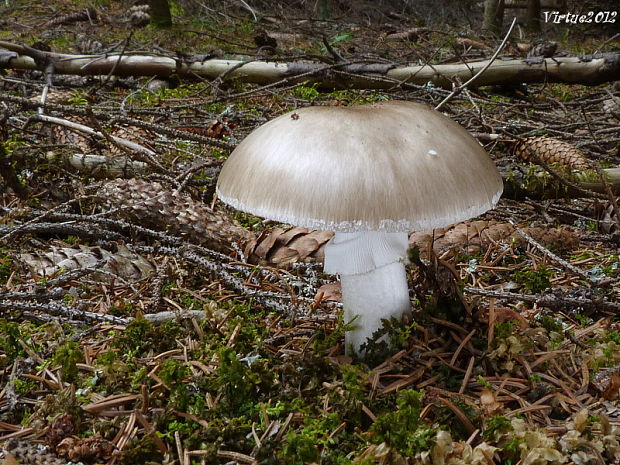 muchotrávka hrubá Amanita excelsa (Fr.) Bertill.