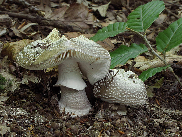 muchotrávka hrubá Amanita excelsa (Fr.) Bertill.