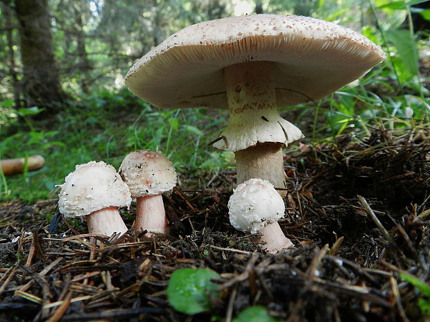 muchotrávka červenkastá Amanita rubescens Pers.