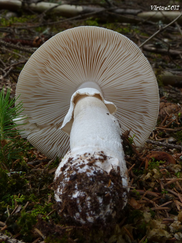 muchotrávka Amanita sp.