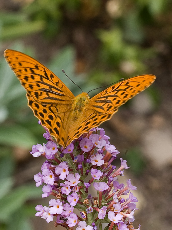 perlovec striebristopasavý Argynnis paphia