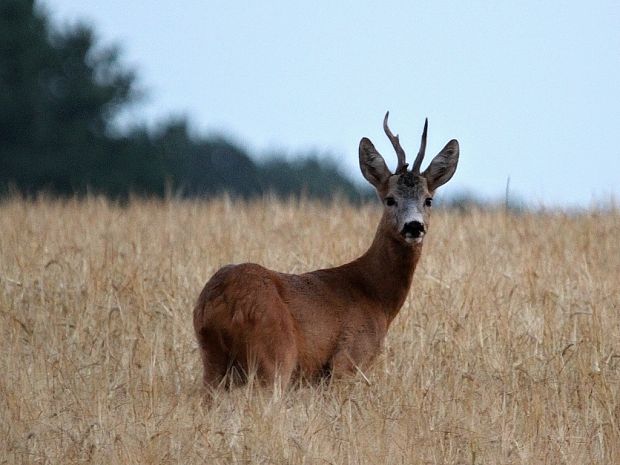 srnec hôrny Capreolus capreolus