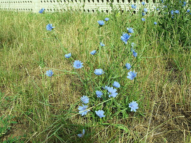 čakanka obyčajná Cichorium intybus L.