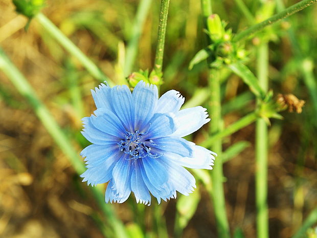 čakanka obyčajná Cichorium intybus L.