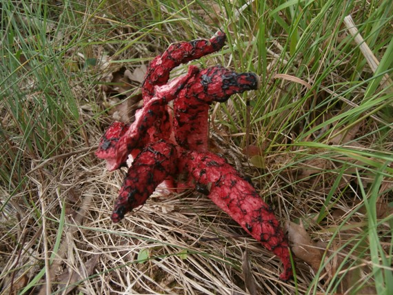 mrežovka kvetovitá Clathrus archeri (Berk.) Dring