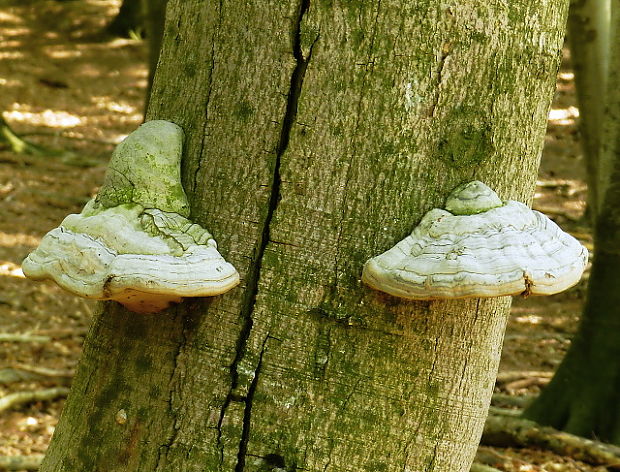 práchnovec kopytovitý Fomes fomentarius (L.) J.J. Kickx