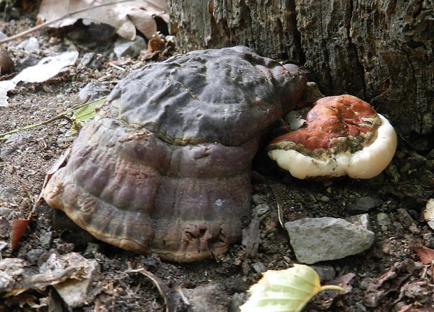 lesklokôrovka obyčajná Ganoderma lucidum (Curtis) P. Karst.