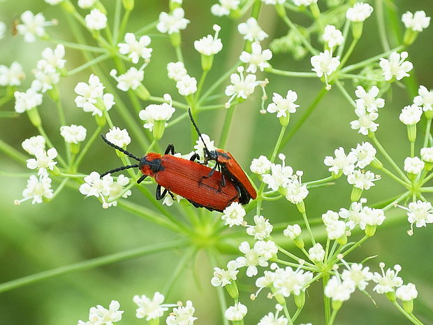 - Lygistopterus sanguineus