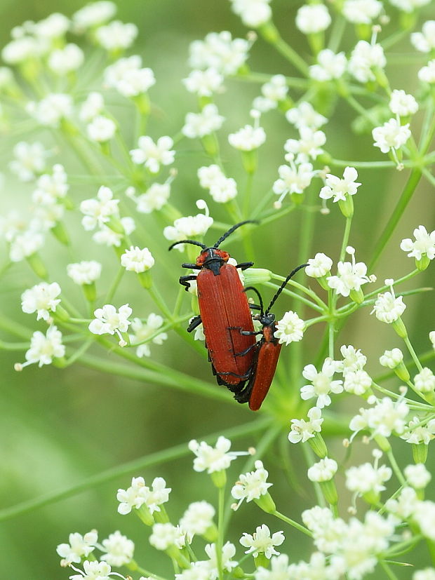 - Lygistopterus sanguineus