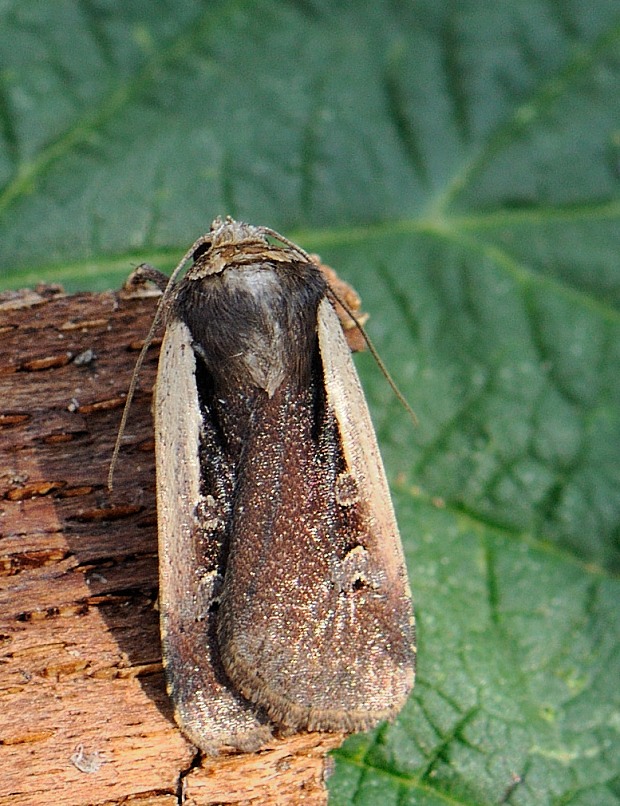 siatica čakanková Ochropleura plecta