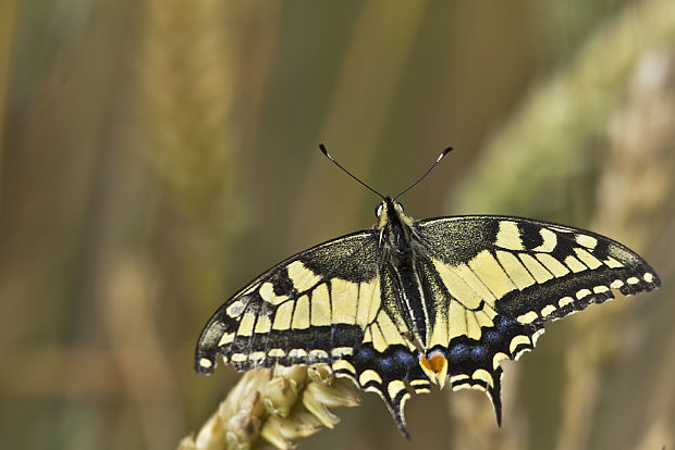 vidlochvost feniklový Papilio machaon