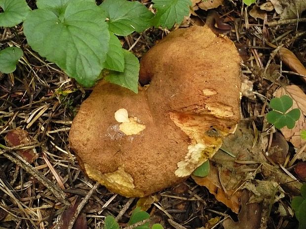 lupeňopórovec červenožltý Phylloporus rhodoxanthus (Schwein.) Bres.