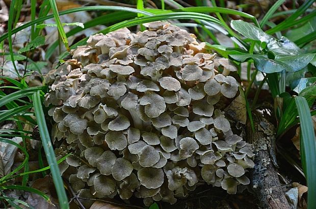 trúdnik klobúčkatý Polyporus umbellatus (Pers.) Fr.