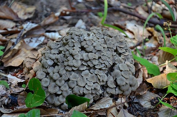 trúdnik klobúčkatý Polyporus umbellatus (Pers.) Fr.