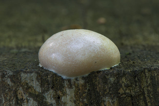 sieťnatka obyčajná Reticularia lycoperdon Bull.