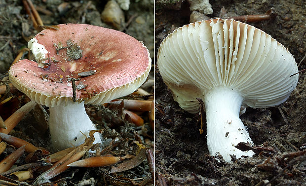 plávka  Russula sp.