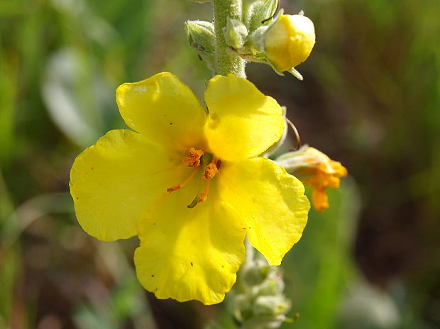 divozel Verbascum sp.