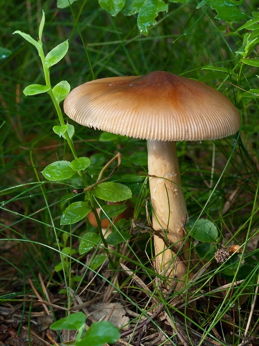 muchotrávka plavohnedá Amanita fulva Fr.