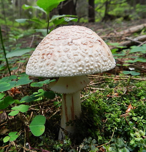 muchotrávka červenkastá Amanita rubescens Pers.