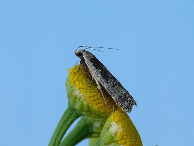 psota brezinová Anacampsis blattariella Hübner, 1796