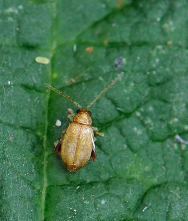 liskavka Aphthona abdominalis