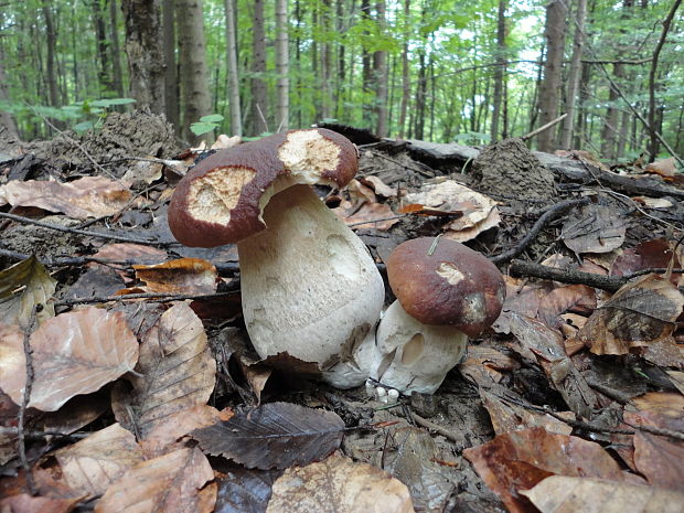 hríb smrekový Boletus edulis Bull.