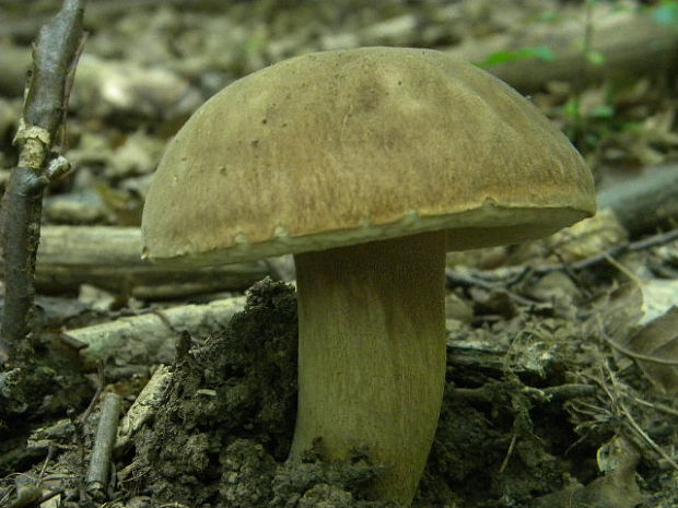 hríb dubový Boletus reticulatus Schaeff.