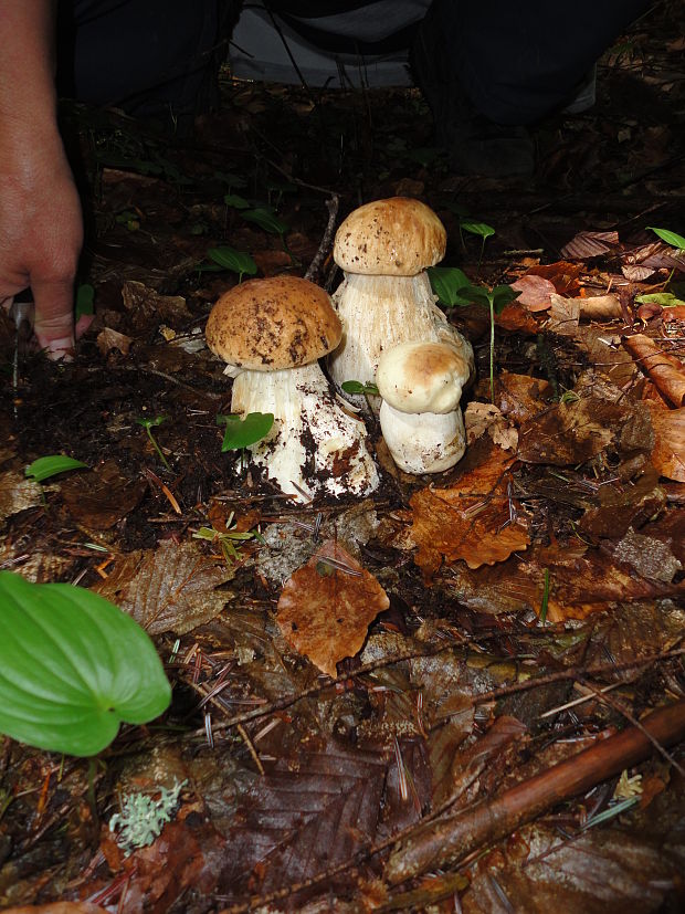 hríb  Boletus sp.