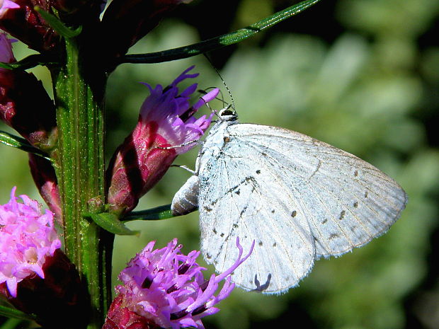 modráčik krušinový Celastrina argiolus Linnaeus, 1758