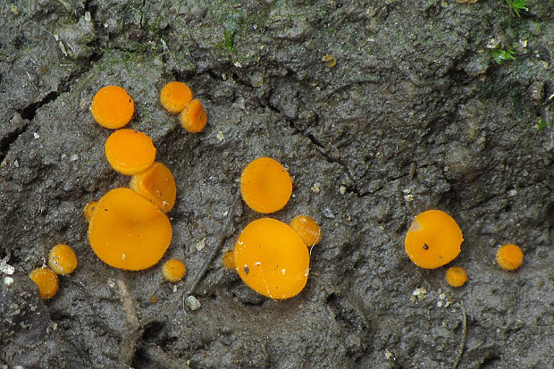 lajnovec Cheilymenia sp.