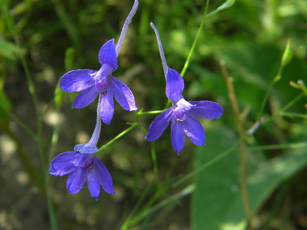 ostrôžka poľná Consolida regalis Gray