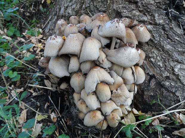 hnojník ligotavý Coprinellus micaceus (Bull.) Vilgalys, Hopple & Jacq. Johnson