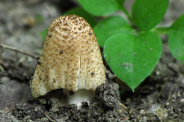 hnojník Coprinus sp.