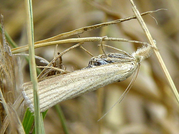 trávovec perleťový  Crambus perlella Scopoli, 1763