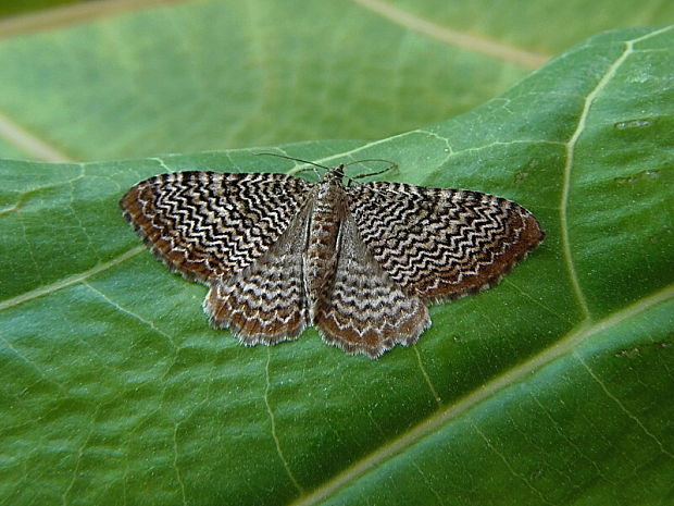 piadivka pruhovaná Hydria undulata Linnaeus, 1758