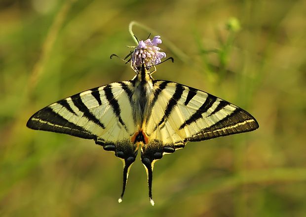 vidlochvost ovocný Iphiclides podalirius