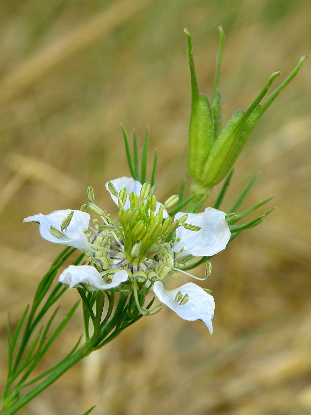 černuška roľná Nigella arvensis L.