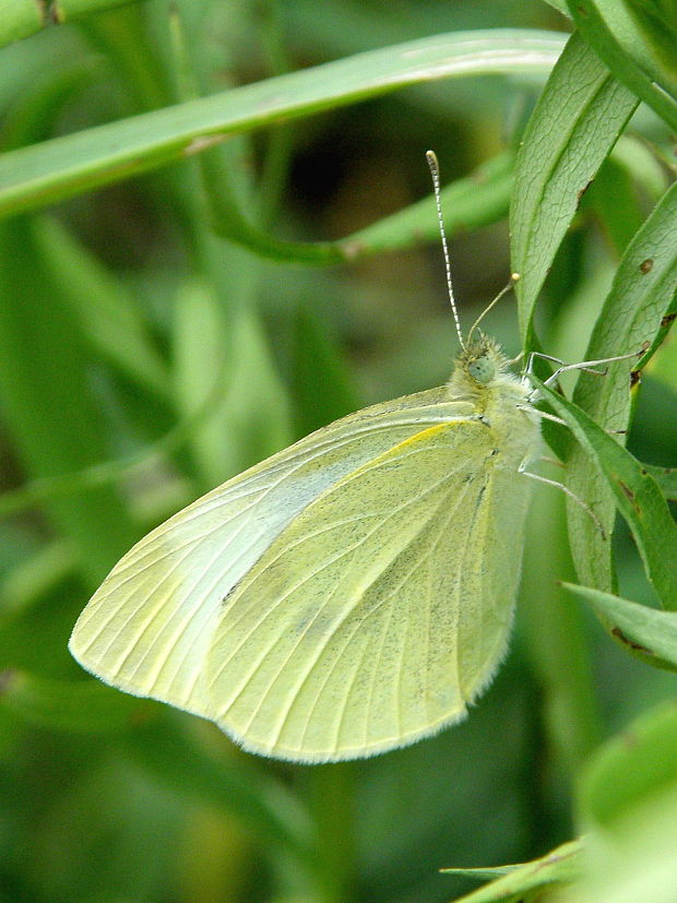 mlynárik repový Pieris rapae  Linnaeus, 1758