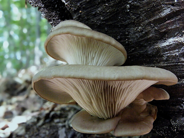 hliva buková Pleurotus pulmonarius (Fr.) Quél.