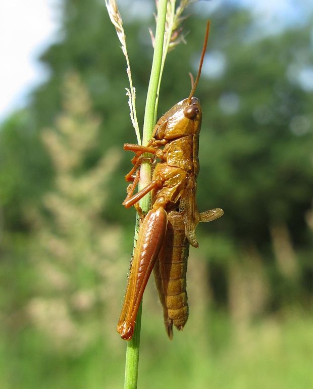 hmyzomorka  Entomophaga grylli (Fresen.) A. Batko