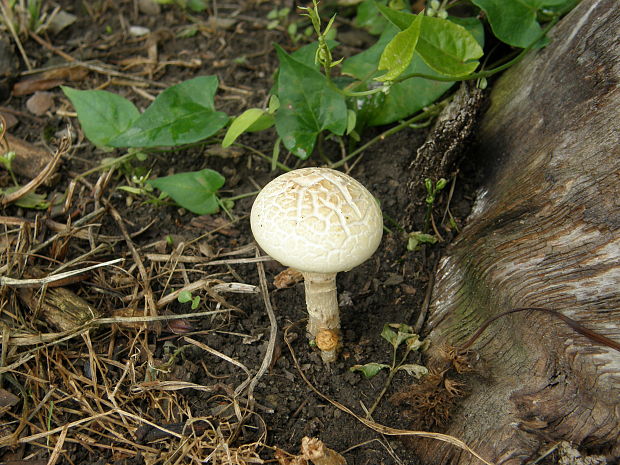 poľnička tvrdá Agrocybe dura (Bolton) Singer