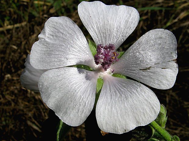 ibiš lekársky/proskurník lékařský Althaea officinalis L.