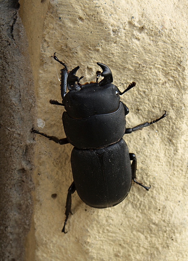 roháčik obyčajný Dorcus parallelopipedus