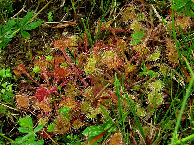 rosička okrúhlolistá Drosera rotundifolia L.