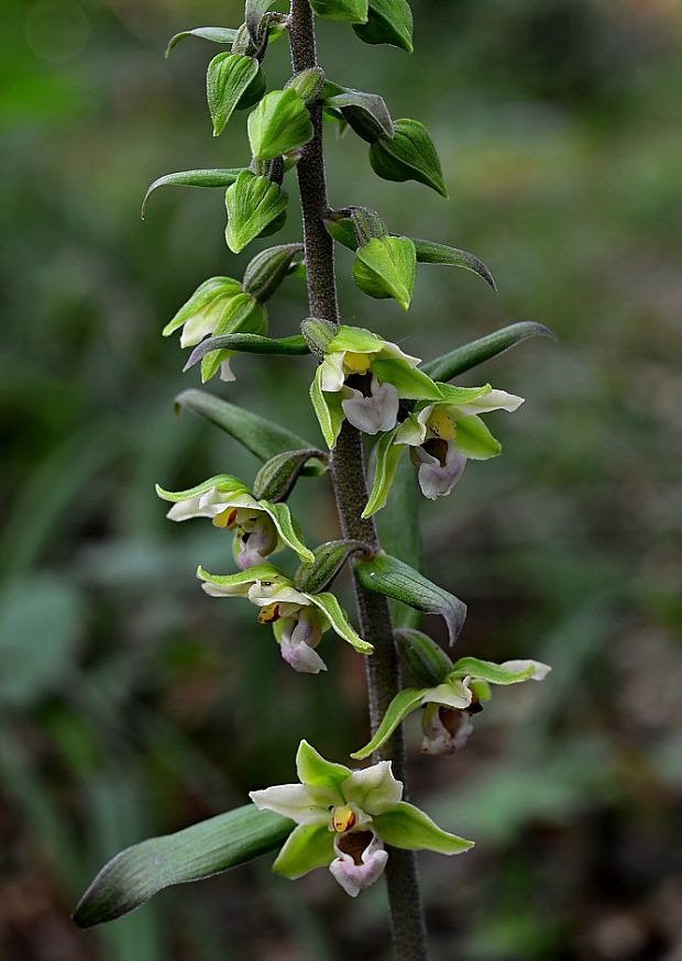 kruštík modrofialový Epipactis purpurata Sm.