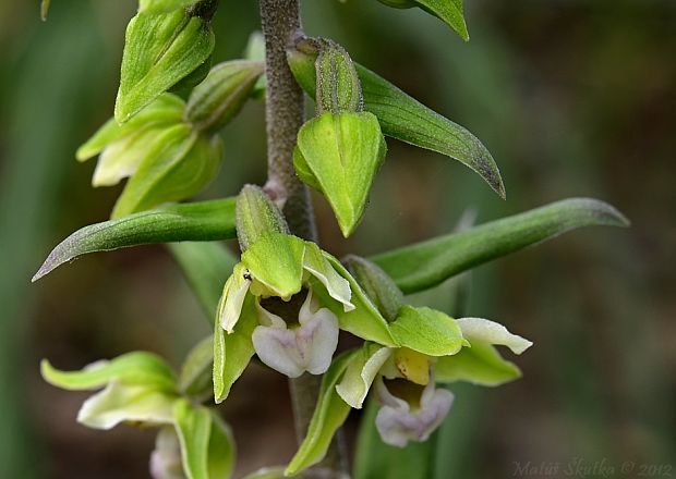 kruštík modrofialový Epipactis purpurata Sm.