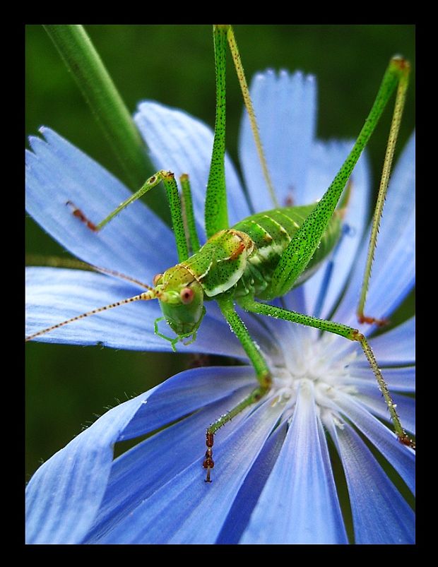 kobylka bielopása Leptophyes albovittata